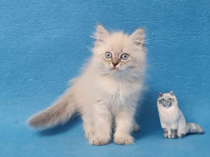Angel Siberian male blue tabby pointed - live animals