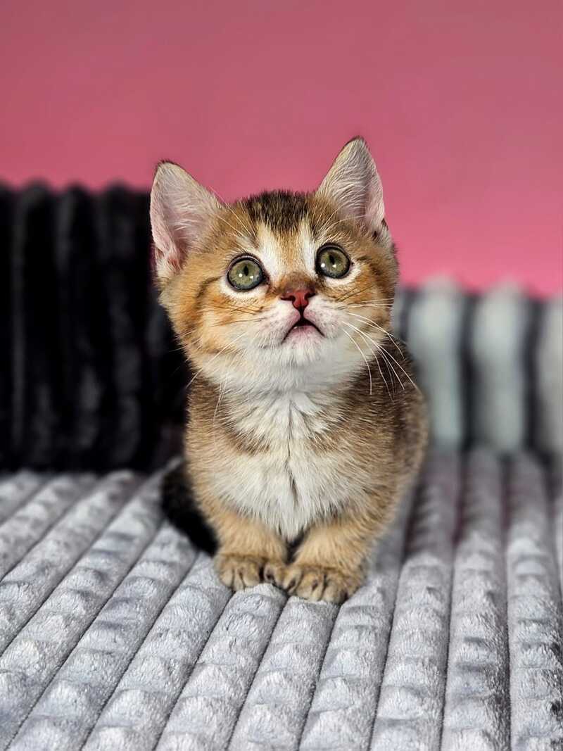 Mikaella Munchkin female, black ticked tabby