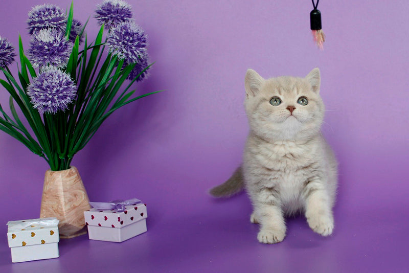 Sapphir British Shorthair male, lilac tabby