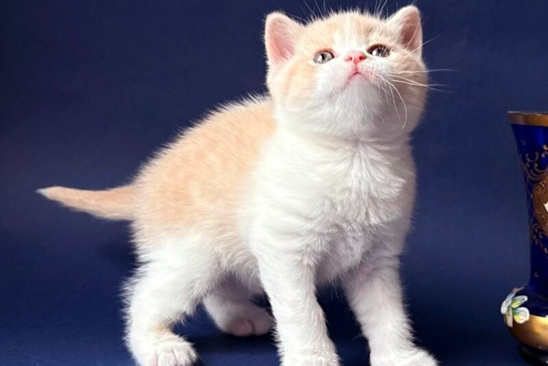 Luigi British Shorthair male, cream bicolour