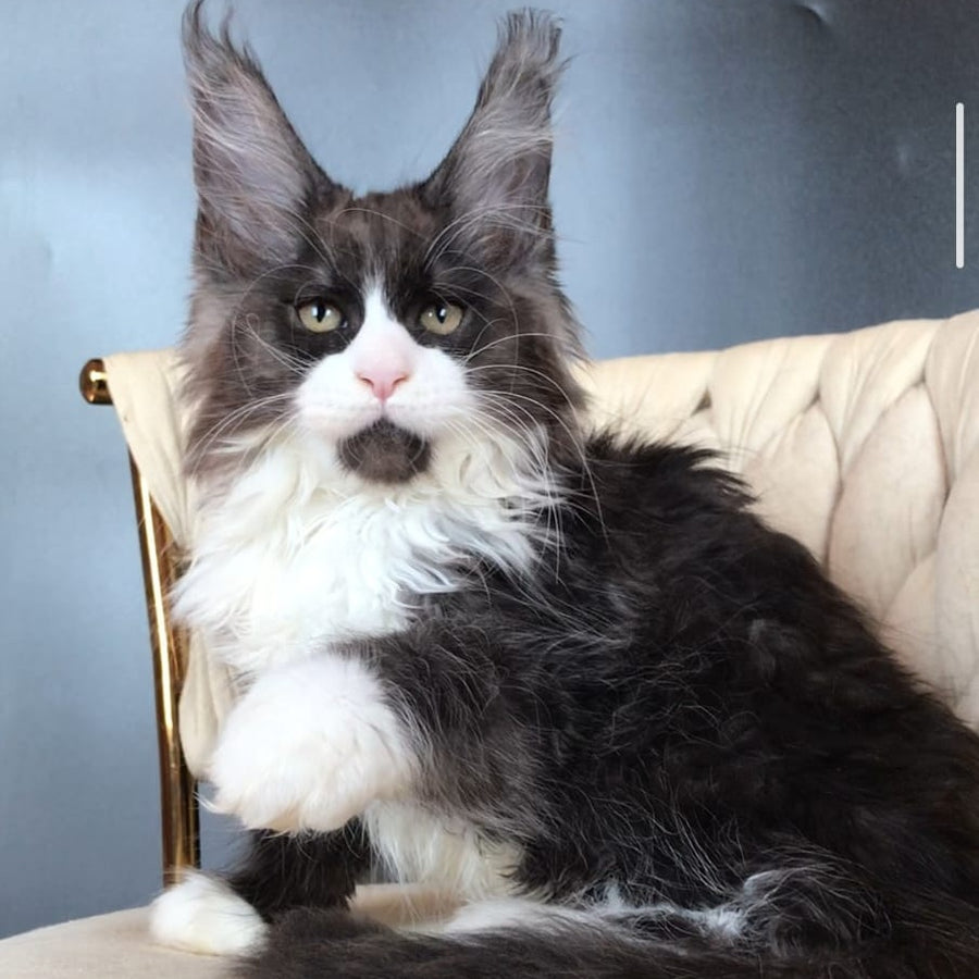Emil Maine Coon male, black silver bicolour