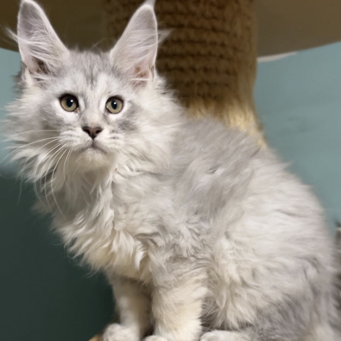 Hello Kitty Maine Coon female, blue silver spotted tabby
