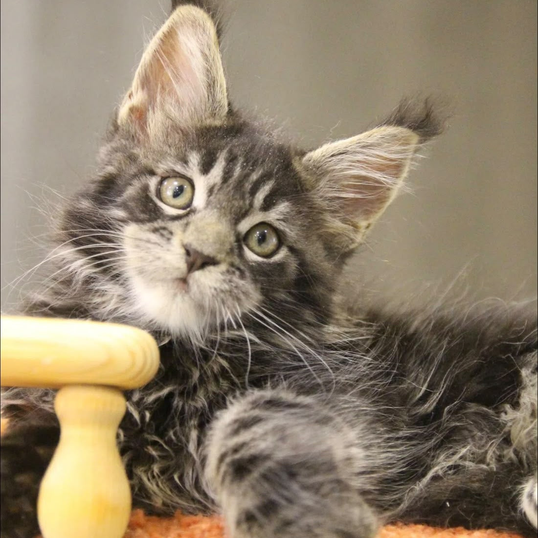 Ricky Maine Coon male, black tabby with white