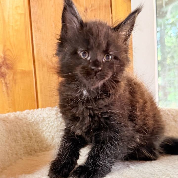 Olenna Maine Coon female, black with white