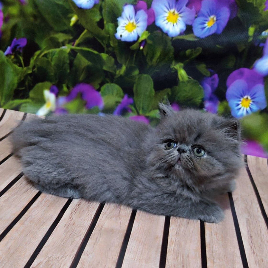 Sensey Persian male, blue