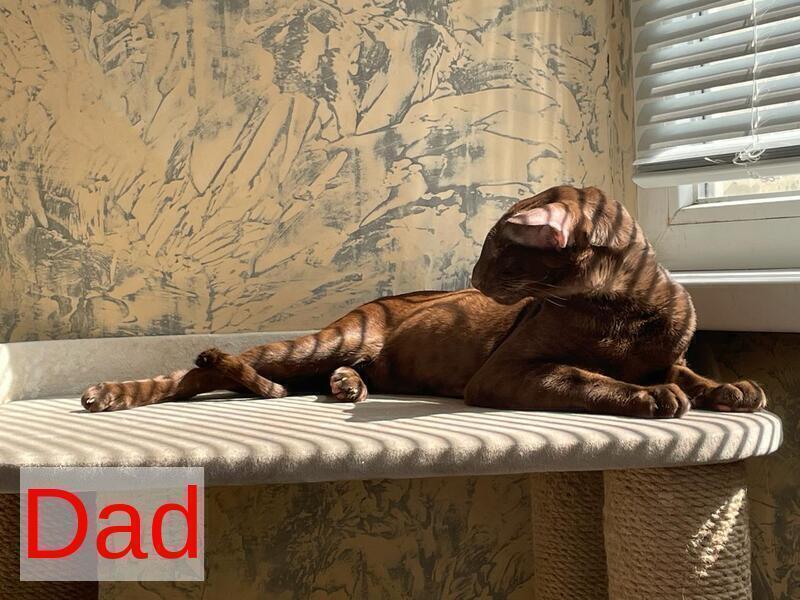 Atlas Oriental Shorthair male lilac tabby - live animals
