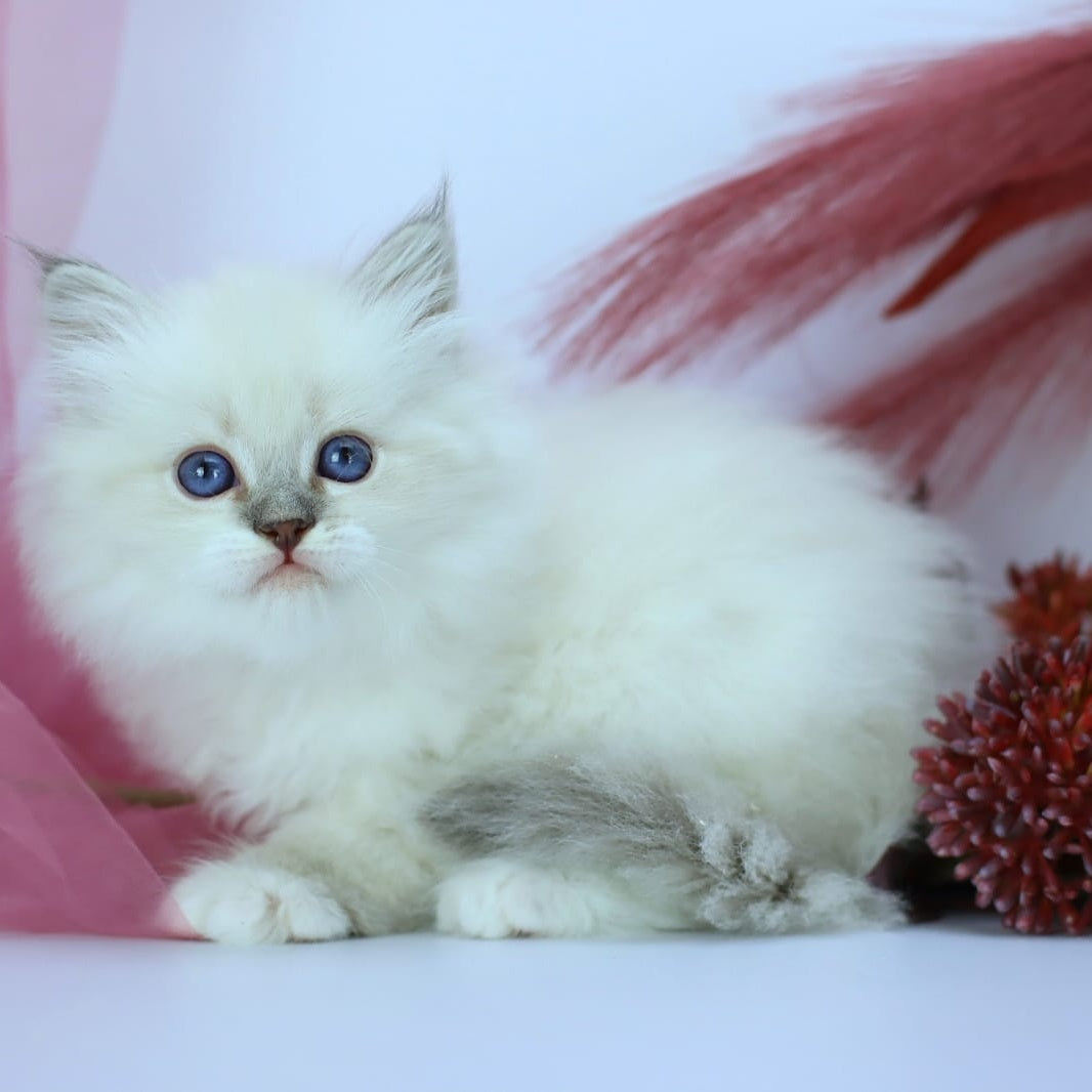 Hennessy Siberian male, blue with white tabby pointed