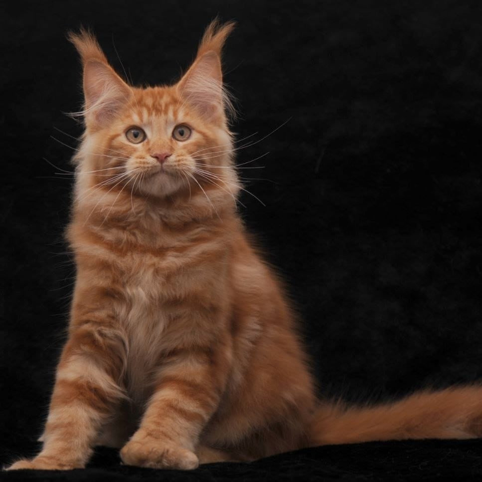 Rony Maine Coon male, red