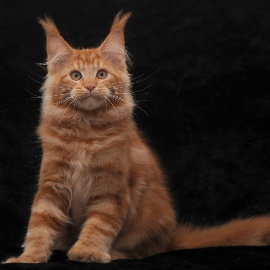 Rony Maine Coon male, red