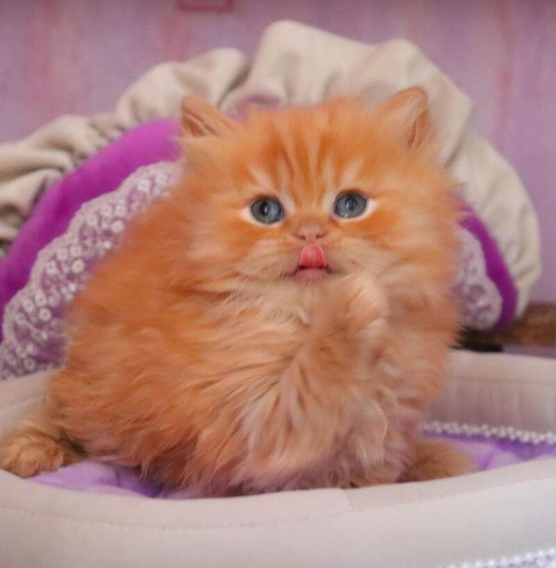 Bow British Longhair male red live animals