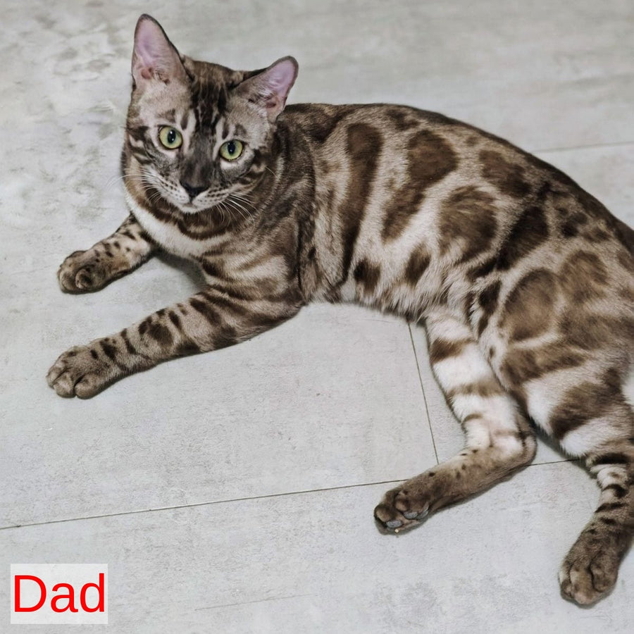 Iron Bengal male, black amber spotted tabby pointed