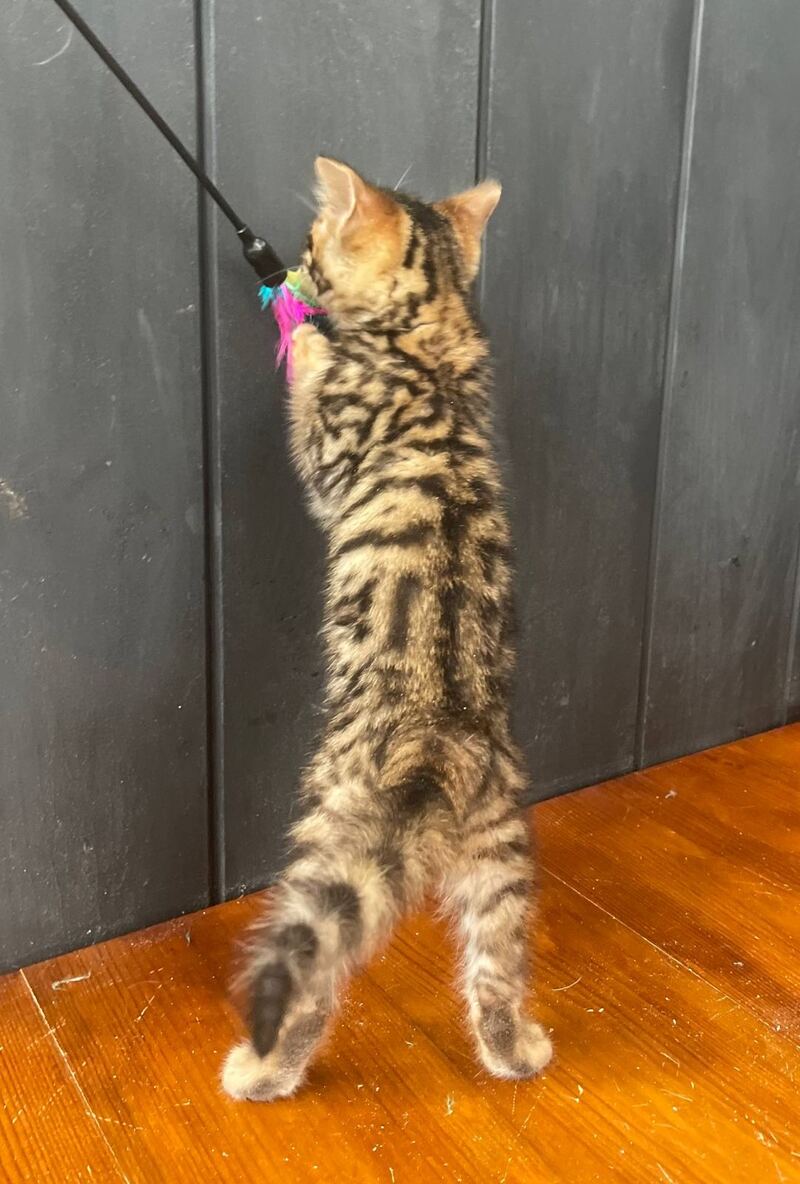 Available Toyger male black tabby - live animals