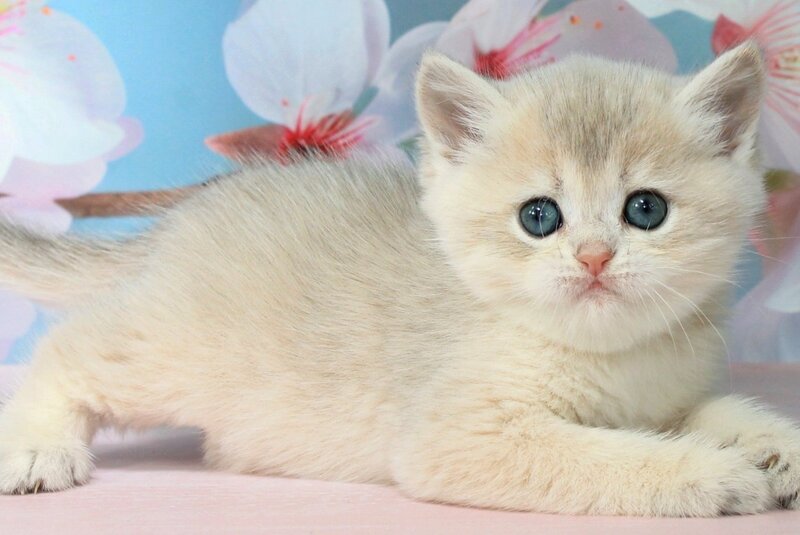 Princess British Shorthair female blue golden shaded - live animals