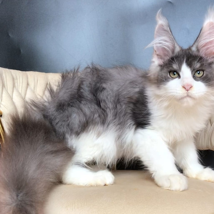 Casanova Maine Coon male, black silver bicolour
