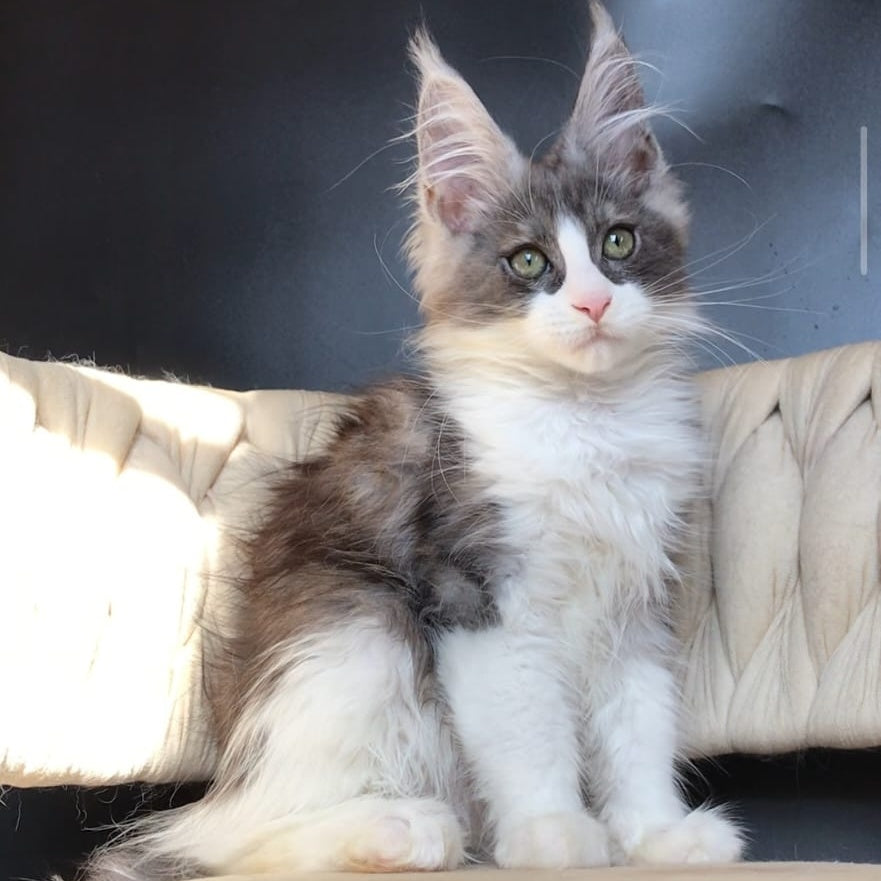 Craft Maine Coon male, black silver bicolour