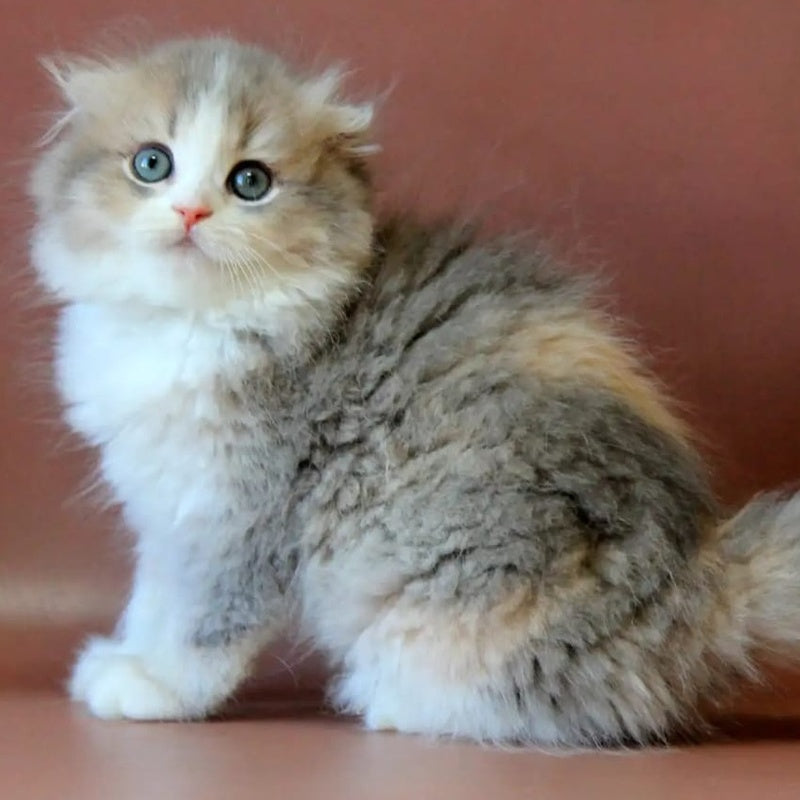 Freya Scottish Fold female, blue tortie golden shaded bicolour