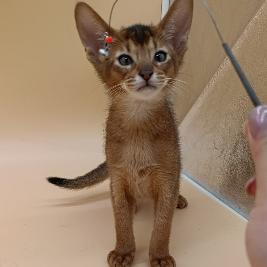 Morgan Abyssinian male, black