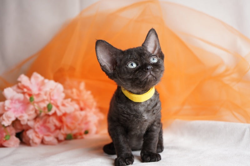 Onigiri Devon Rex female, black