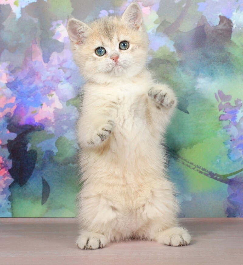 Princess British Shorthair female blue golden shaded - live animals