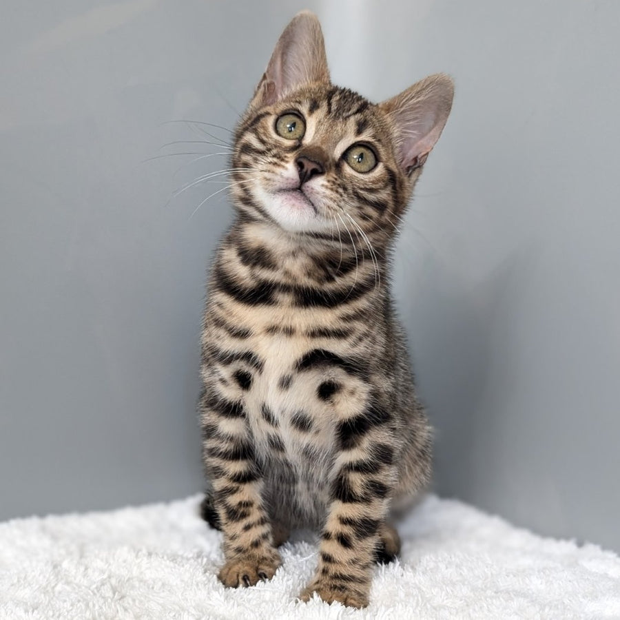 Diana Bengal female, black spotted tabby