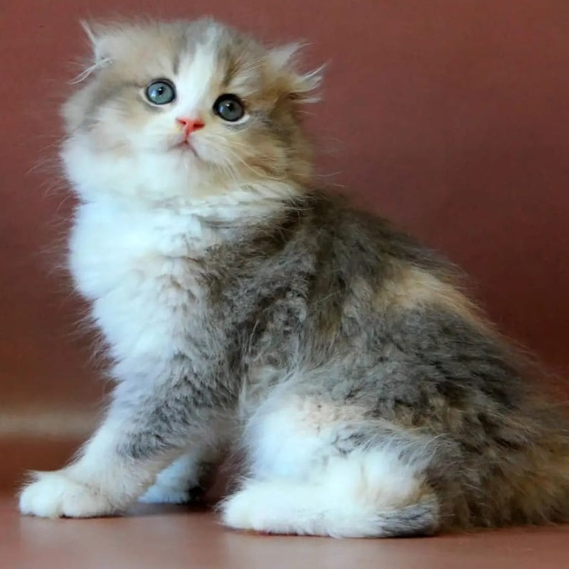 Freya Scottish Fold female, blue tortie golden shaded bicolour