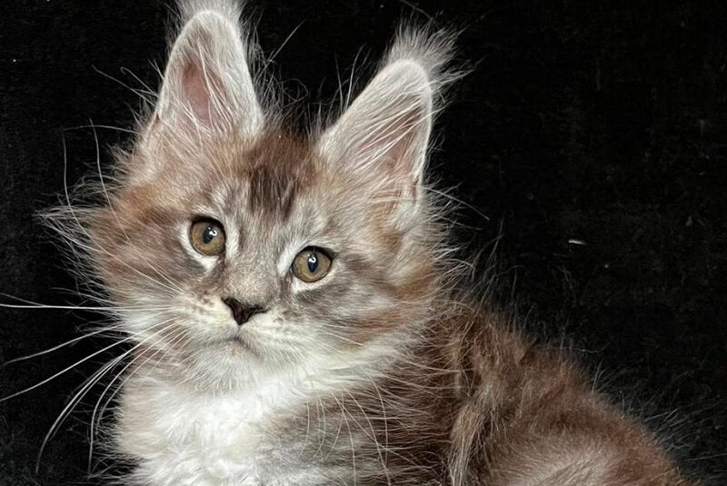 North Maine Coon male, black silver tabby with white