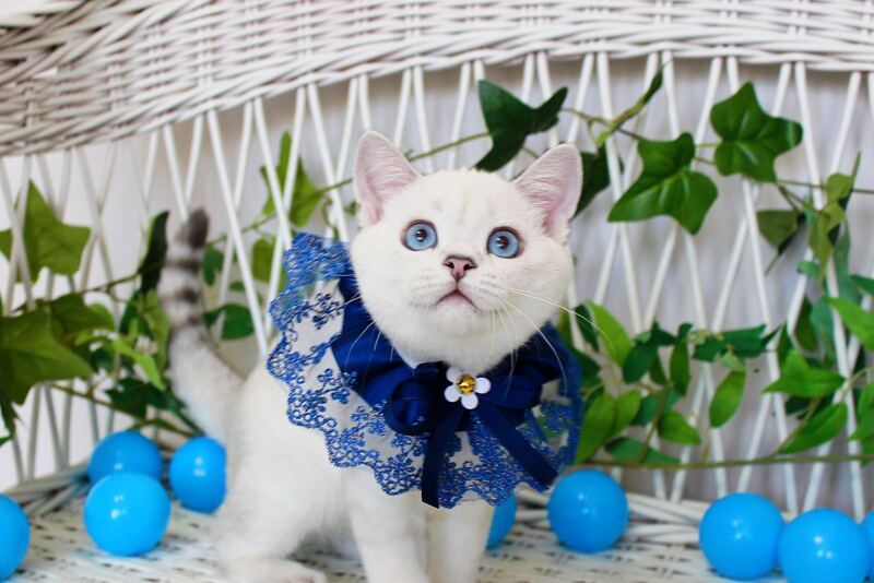 Bon-Bon Scottish Straight male, blue silver shaded pointed