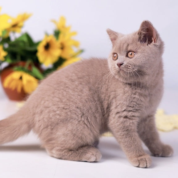 Jessika British Shorthair female, fawn