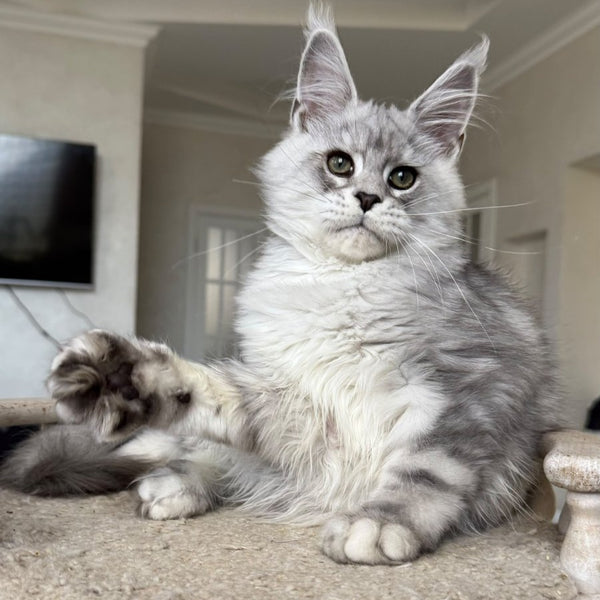 Paris Maine Coon male, black silver tabby