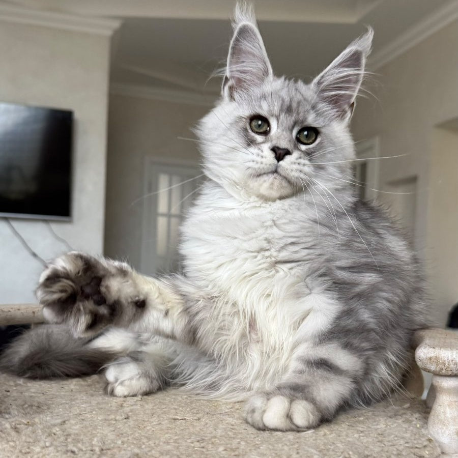 Paris Maine Coon male, black silver tabby