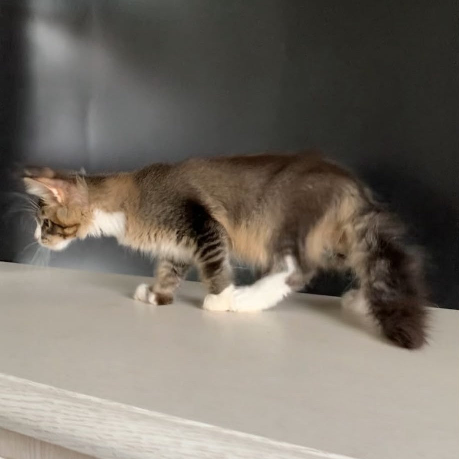 Onyx Maine Coon polydactyl 6x6x6x6 male, black ticked tabby with white