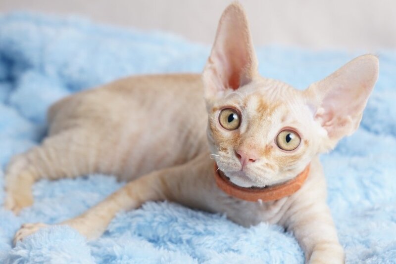 Leo Devon Rex male red - live animals