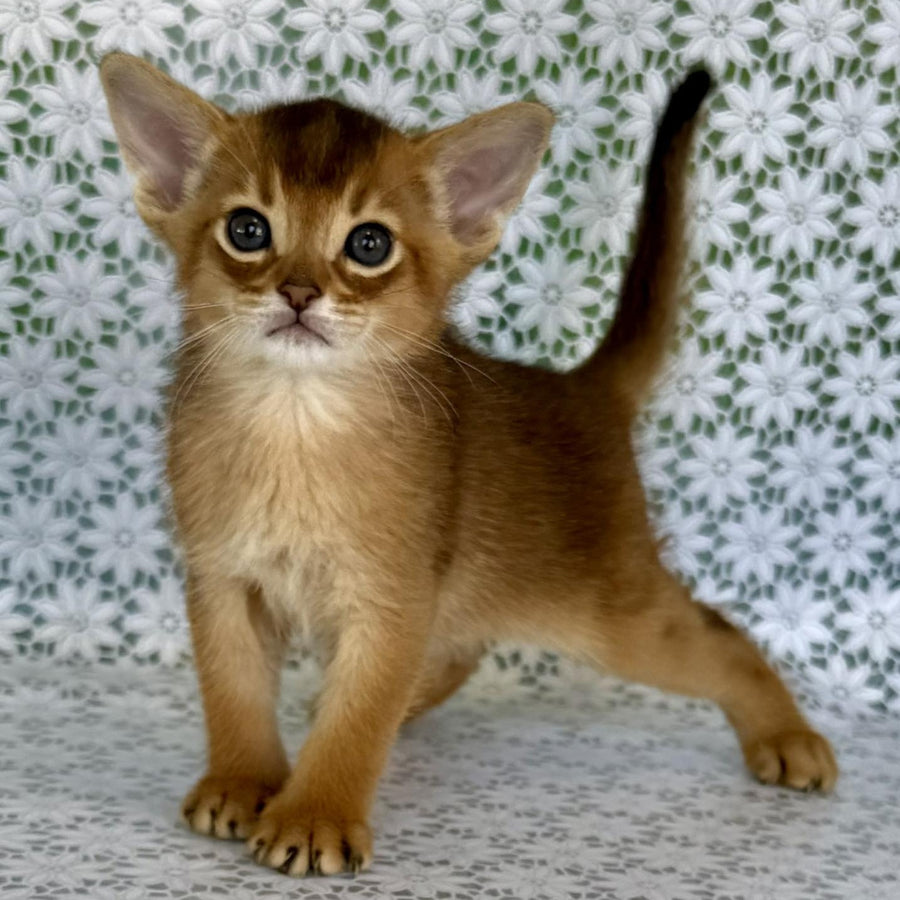 Halif Abyssinian male, ruddy