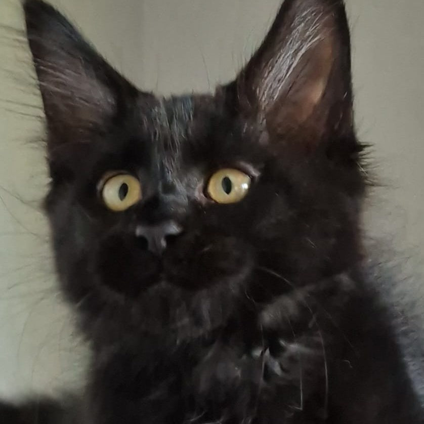 Kimberlite Maine Coon female, black