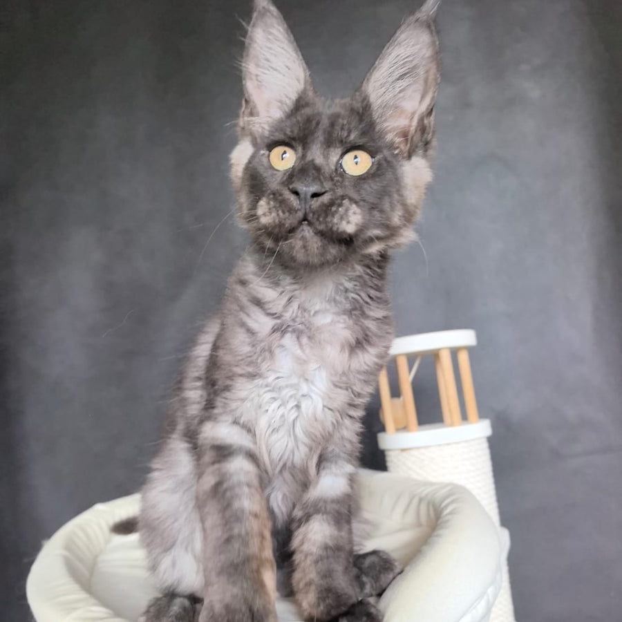 Axel Maine Coon male, black silver