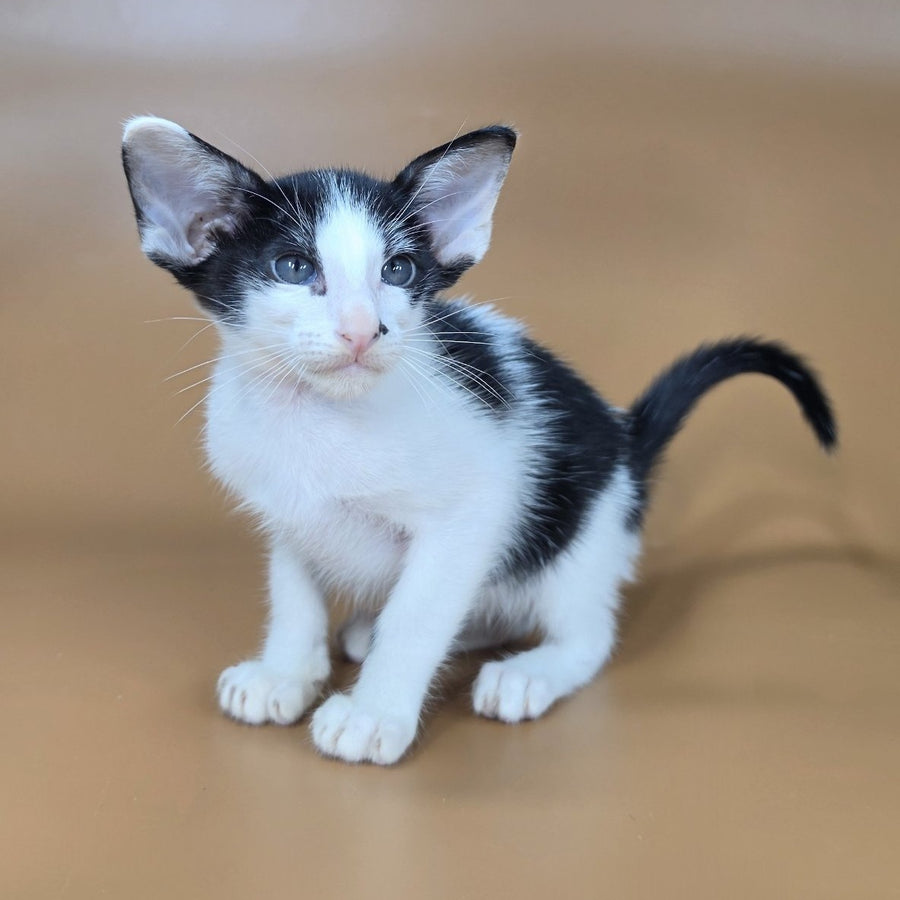 Asher Oriental Shorthair male, black bicolour