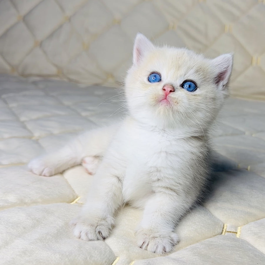 Fistashka British Shorthair female, blue golden shaded