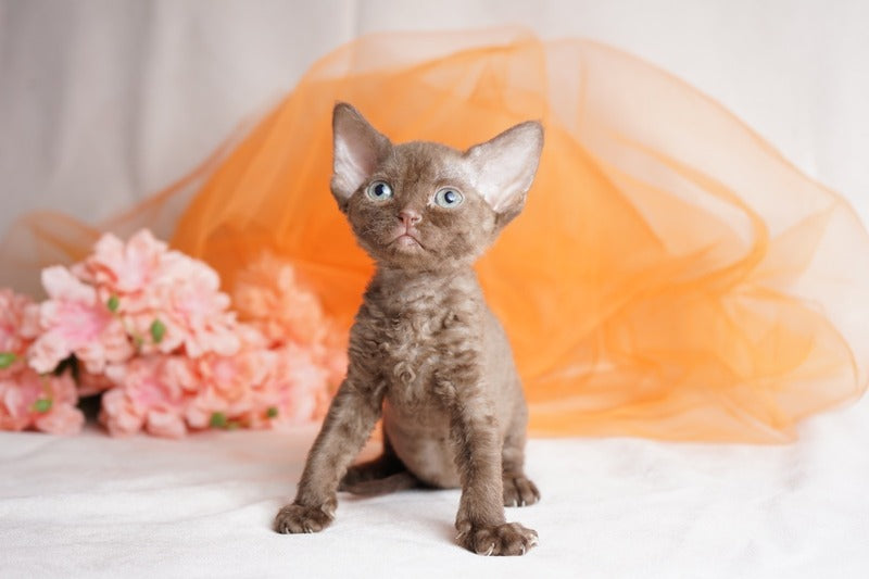 Olivia Devon Rex female, chocolate
