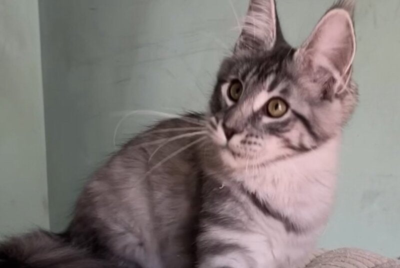 Zorg Maine Coon male, black silver tabby