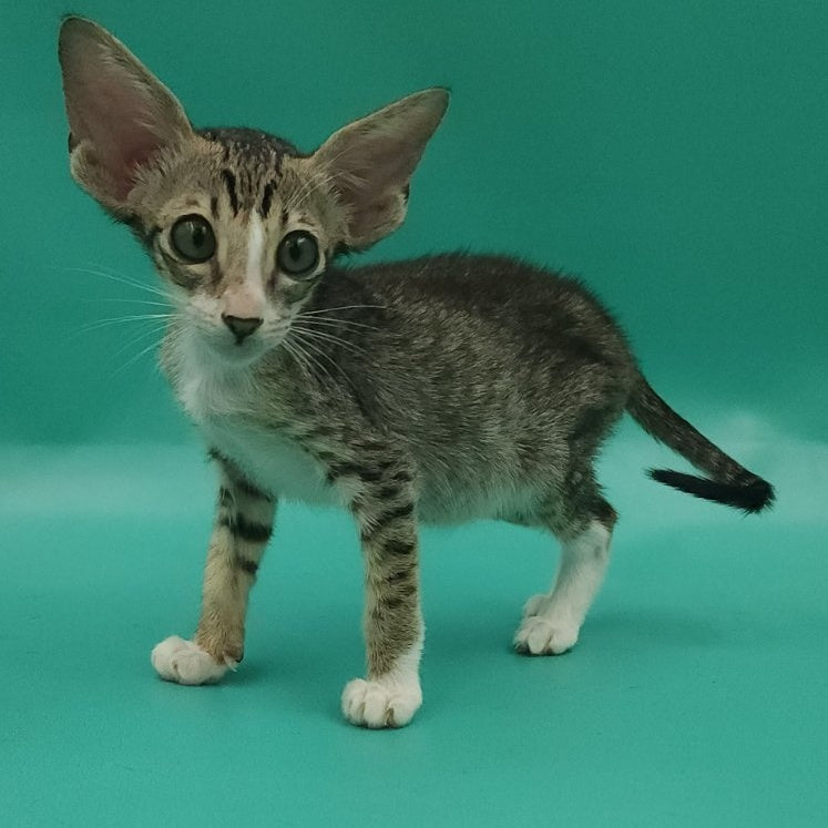 Valery Oriental Shorthair female, black tortie bicolour spotted tabby