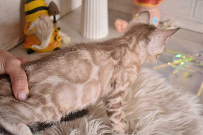 Kisa Bengal female snow mink - live animals