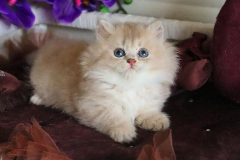 Shakira British Shorthair female, lilac golden shaded