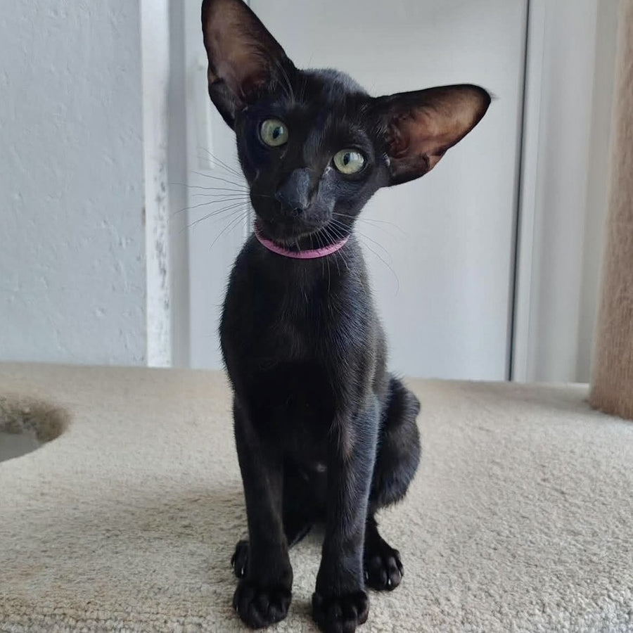 Airin Oriental Shorthair female, chocolate