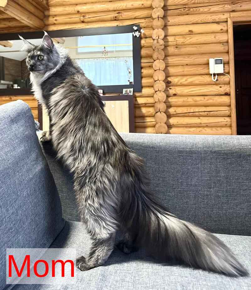 Denis Adamaris Maine Coon male black tabby live animals