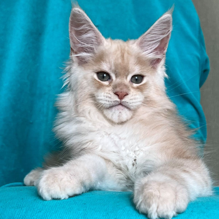 Zlatomir Maine Coon male, red silver