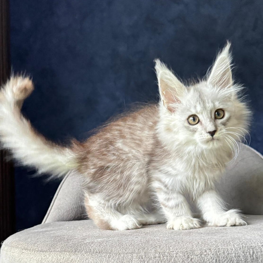 Yent Maine Coon male, black silver spotted tabby
