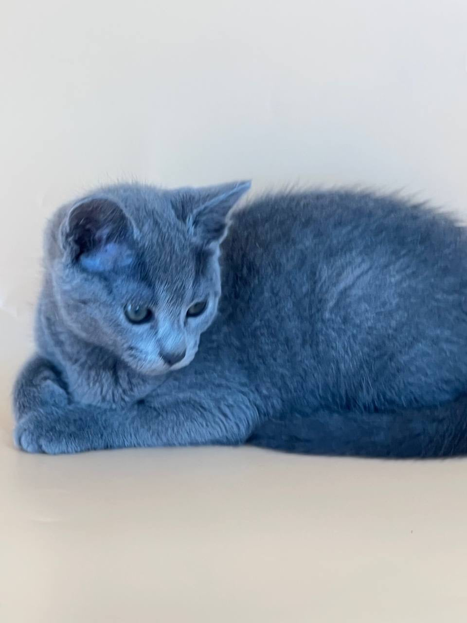 Kajra Russian Blue female, blue
