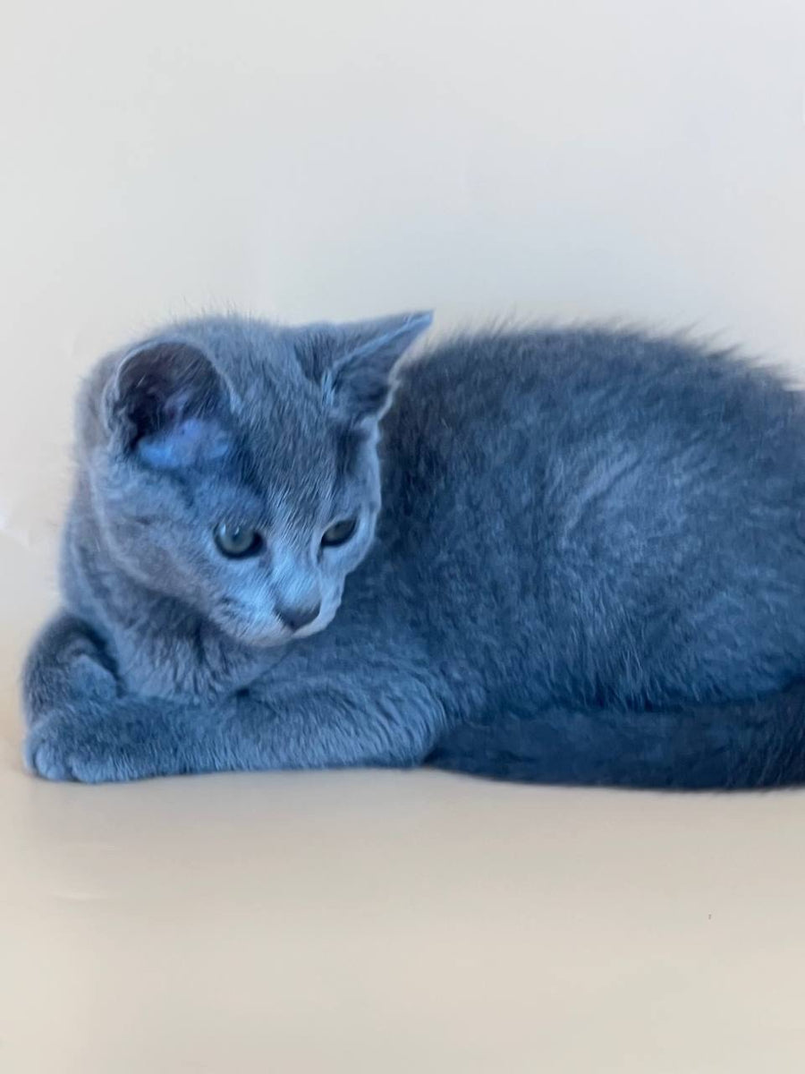 Kajra Russian Blue female, blue