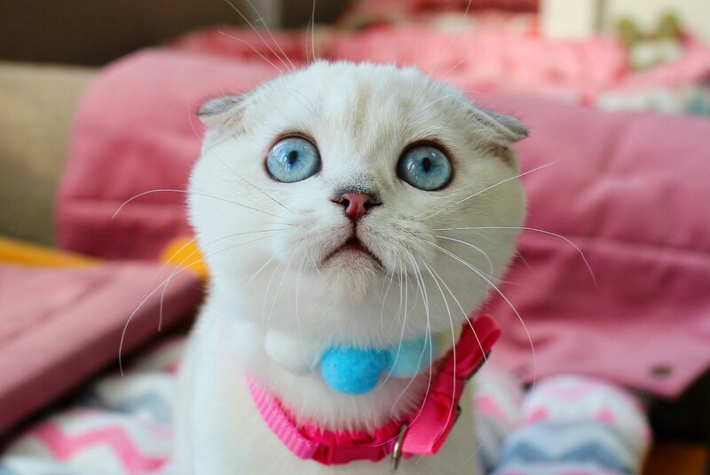 Bianca Scottish Fold female, black silver shaded pointed