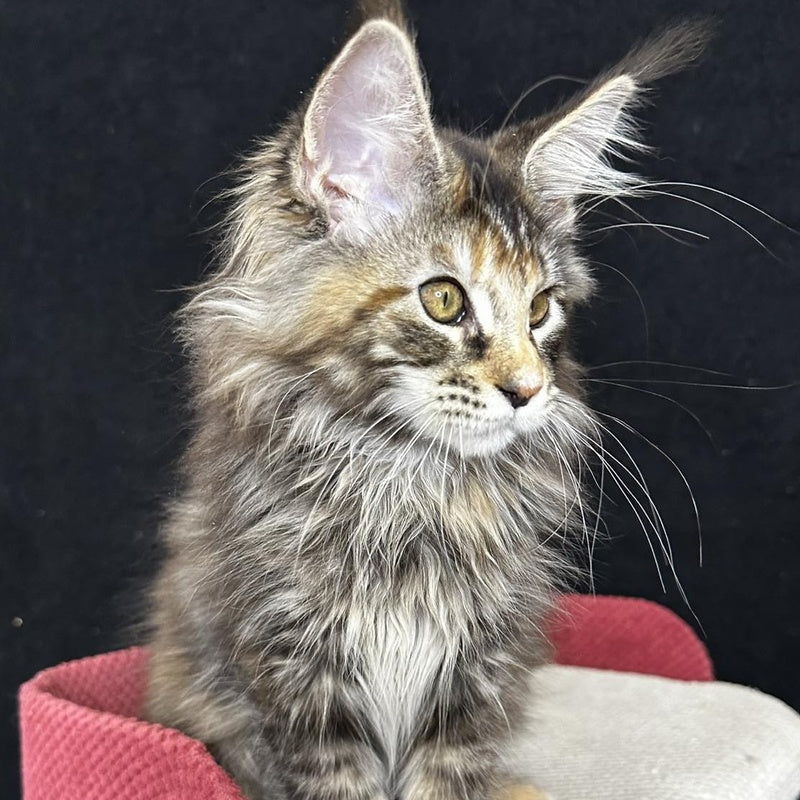 Carmen Maine Coon female, black tortie tabby